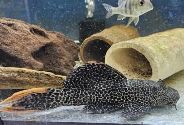 L114 Pseudacanthicus Leopardus +- 5cm