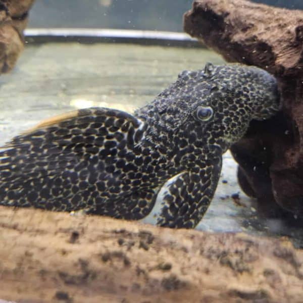 L114 Pseudacanthicus Leopardus +- 5cm - Afbeelding 2
