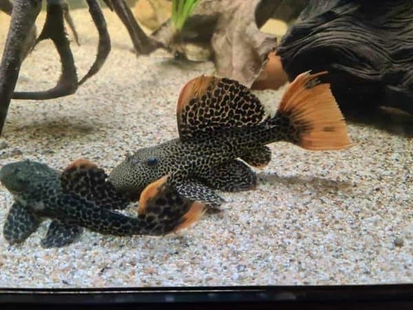 L114 Pseudacanthicus Leopardus +- 5cm - Afbeelding 3