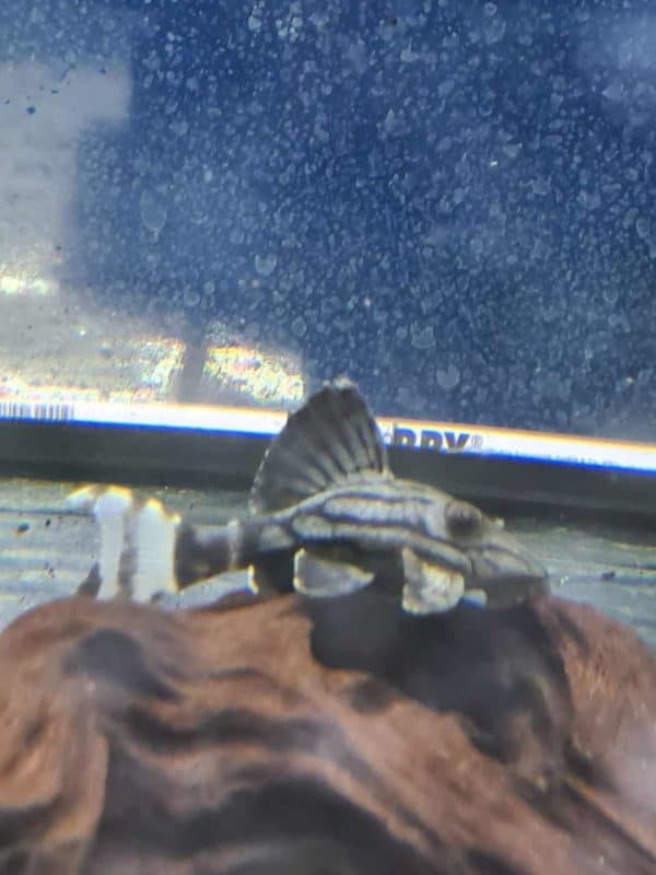 L190 Panaque nigrolineatus