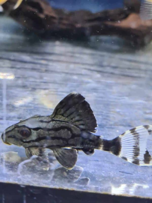 L190 Panaque nigrolineatus - Afbeelding 2