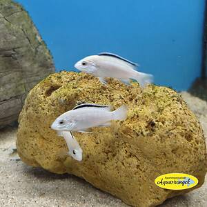 Labidochromis caeruleus white