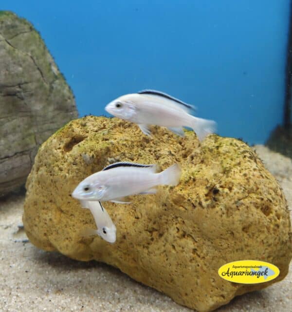 Labidochromis caeruleus white