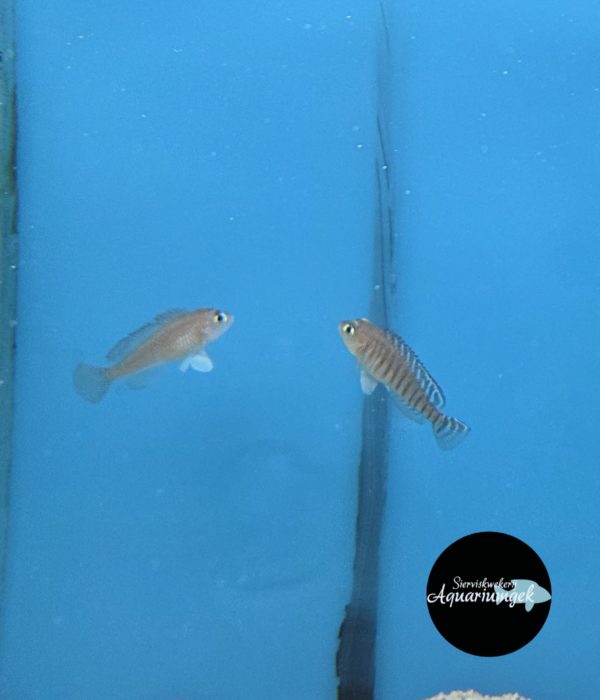 Lamprologus signatus