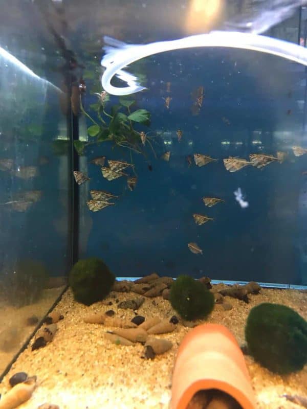 Carnegiella strigata - Marmer bijlzalm