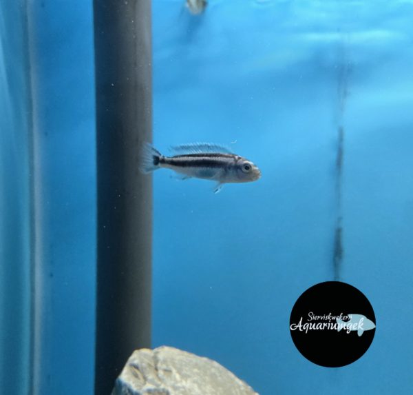 Melanochromis Cyaneorhabdos Maingano