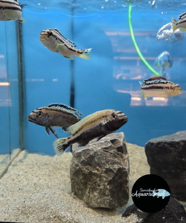 Melanochromis auratus volwassen - Gouden Mbuna volwassen