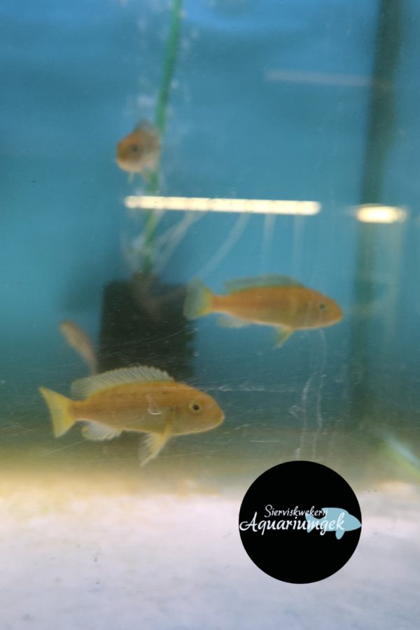 Melanochromis johannii