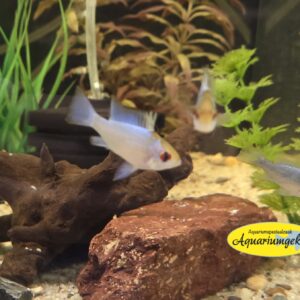 Mikrogeophagus ramirezi electric blue - Antennebaarsje electric blue