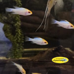 Mikrogeophagus ramirezi blue red head - Antennebaarsje blue red head