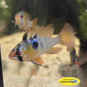 Mikrogeophagus ramirezi wildkleur - Antennebaarsje wildkleur