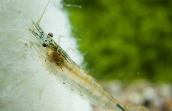 Caridina multidentata sp. mini - Mini dwerg japonica garnaal - Afbeelding 2
