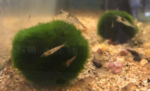 Caridina multidentata sp. mini - Mini dwerg japonica garnaal