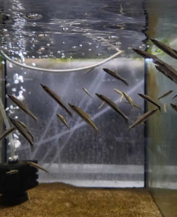 Nannostomus eques - Afbeelding 2