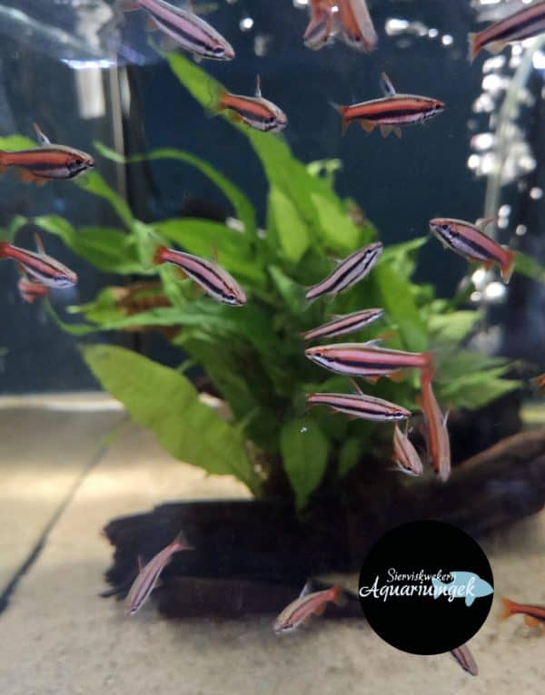 Nannostomus mortenthaler