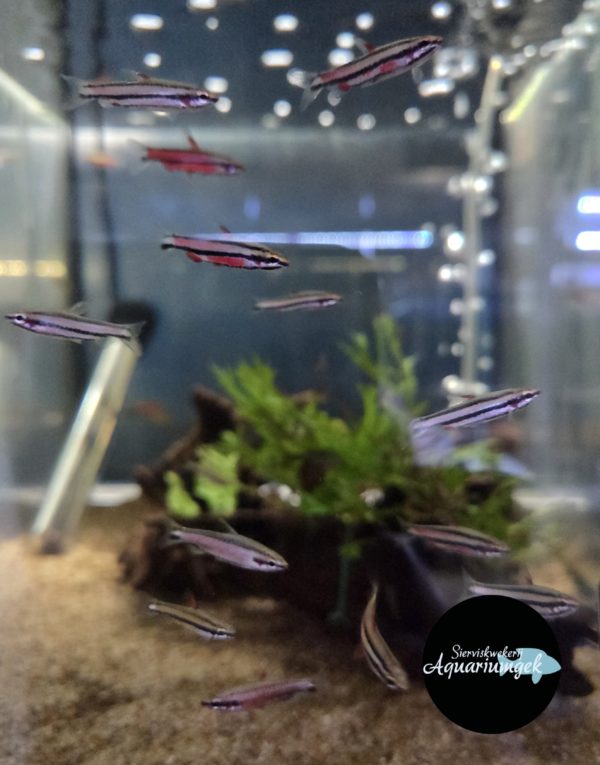 Nannostomus rubrocaudatus