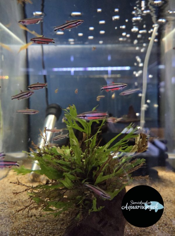 Nannostomus rubrocaudatus