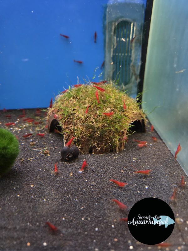 Neocaridina Davidi Sakura Red - Rode sakura garnaal