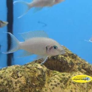 Neolamprologus pulcher daffodil