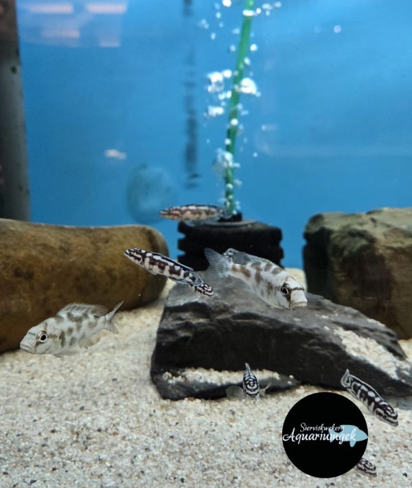 Nimbochromis livingstonii