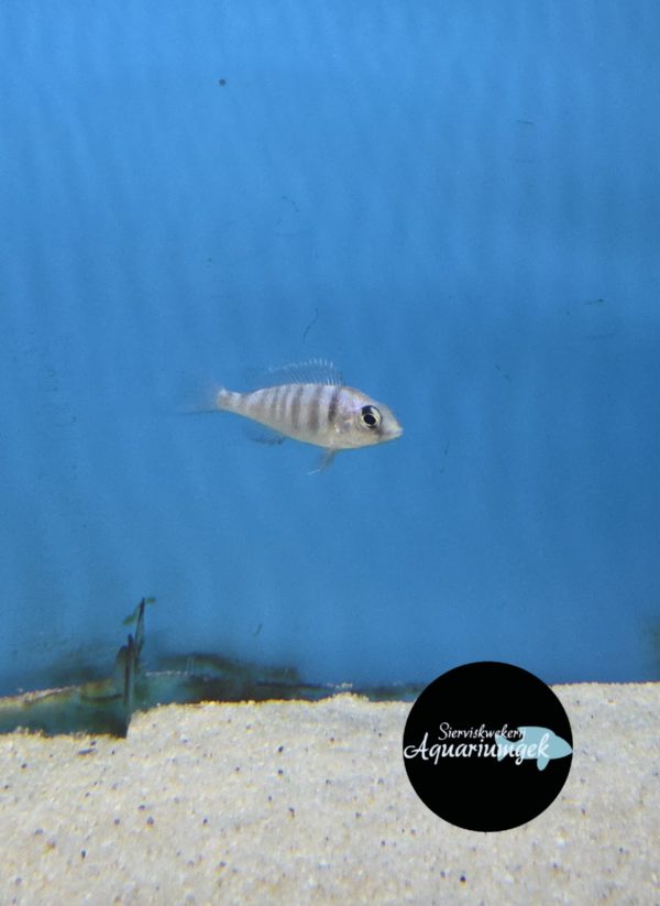 Placidochromis phenochilus – Mdoka White Lips