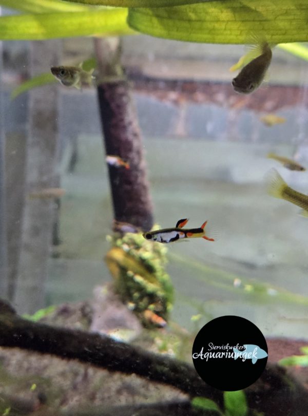 Poecilia Wingei El Silverado endler guppy