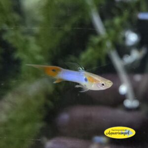 Poecilia Wingei Japan Blue endler guppy
