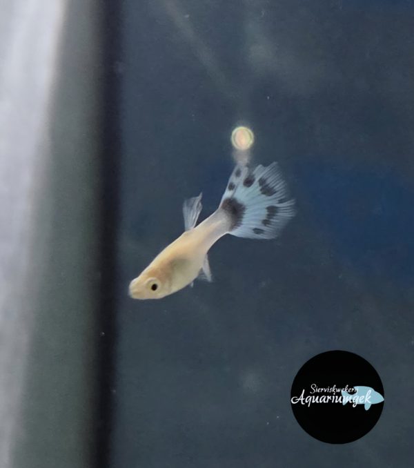 Poecilia Wingei Japan blue mosaic endler guppy