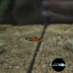 Poecilia Wingei Red scarlet endler guppy