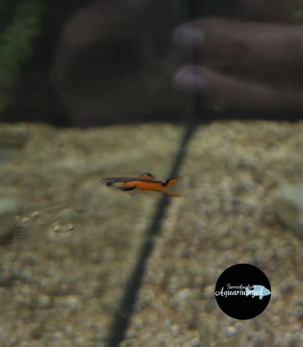 Poecilia Wingei Red scarlet endler guppy