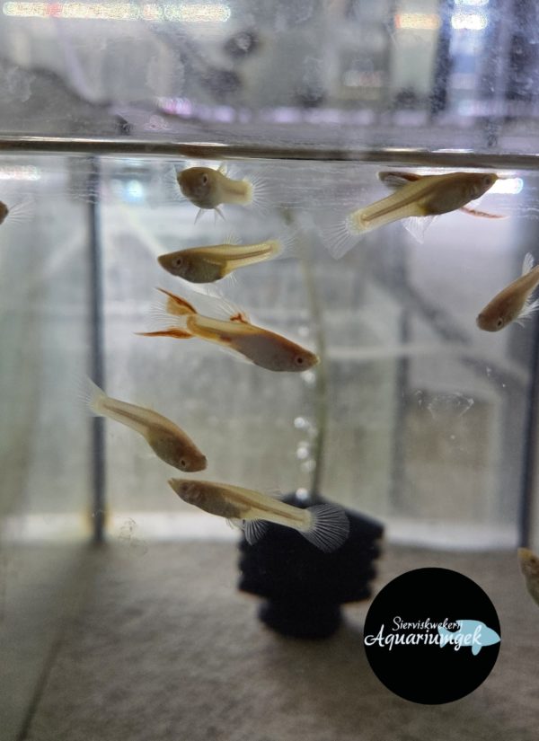 Poecilia Wingei blonde endler guppy