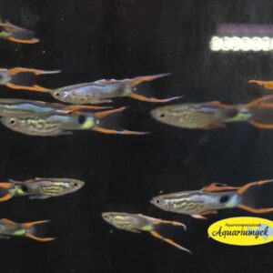 Poecilia Wingei green snake guppy man
