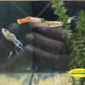 Poecilia Wingei kleurmix Endler guppy