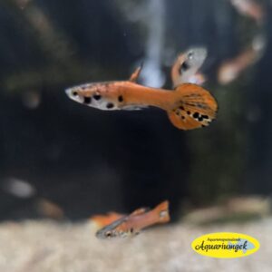 Poecilia Wingei red/pink endler guppy man