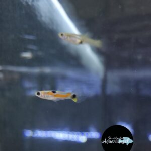 Poecilia Wingei sp. Surinam endler guppy