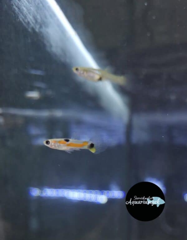 Poecilia Wingei sp. Surinam endler guppy