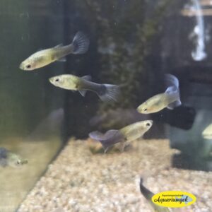 Poecilia reticulata Blue moscow guppy female