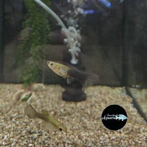 Poecilia reticulata Blue moscow guppy m/v