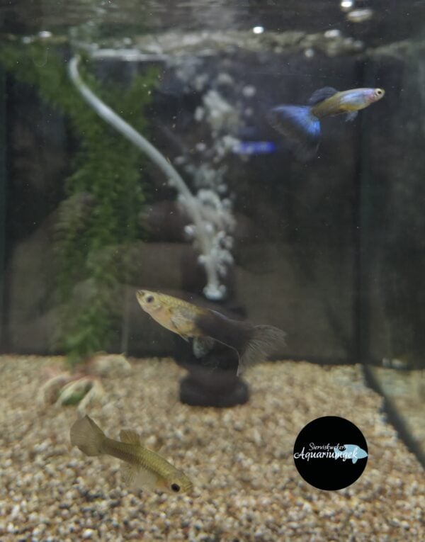 Poecilia reticulata Blue moscow guppy m/v