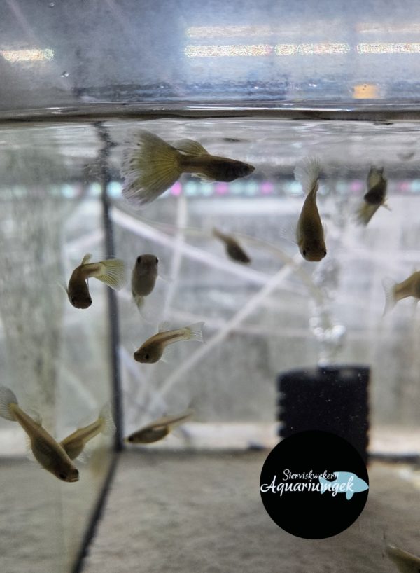 Poecilia reticulata Blue moscow guppy