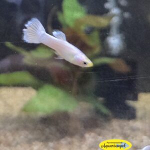 Poecilia reticulata HB white guppy man