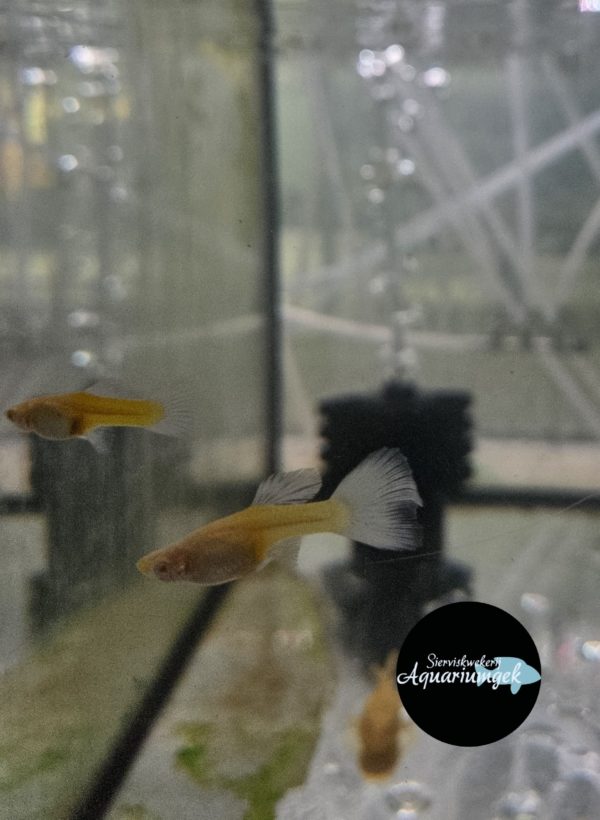 Poecilia reticulata albino snow white guppy