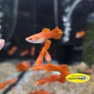 Poecilia reticulata blond red guppy man