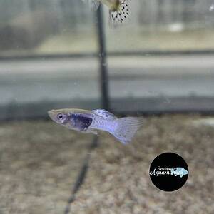 Poecilia reticulata blue cobra guppy m/v