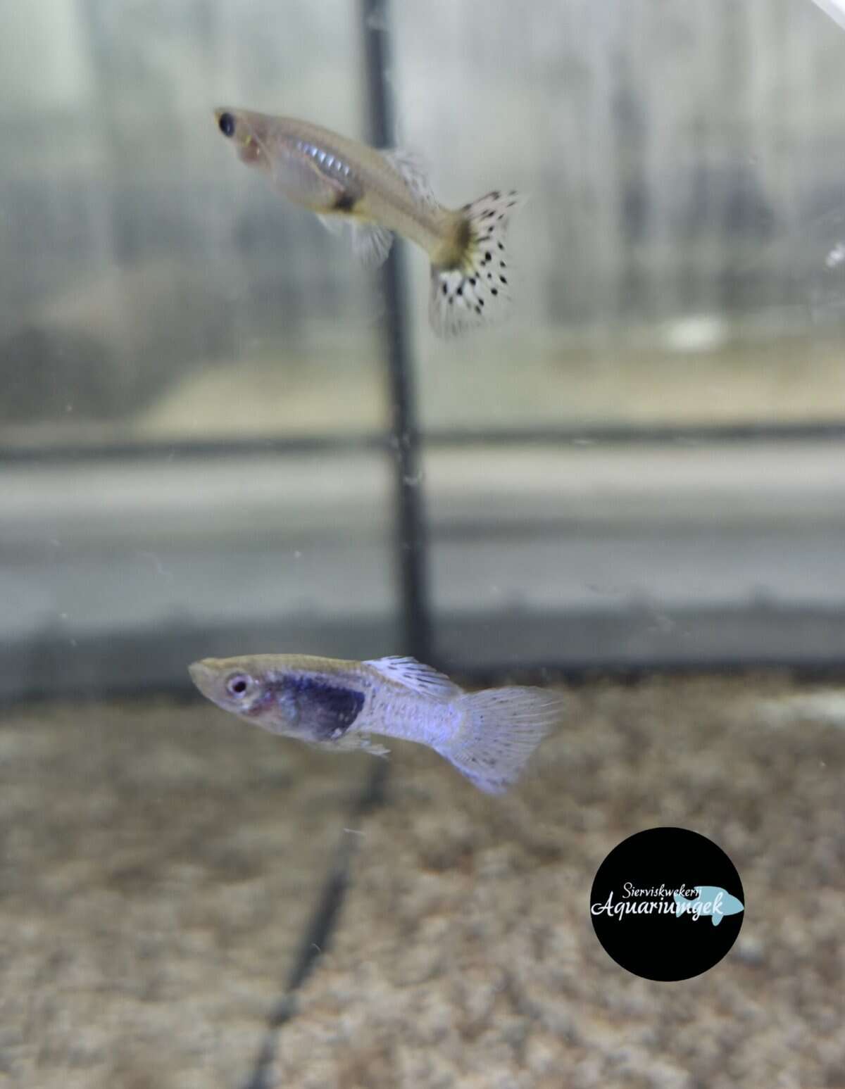 Poecilia reticulata blue cobra guppy m/v
