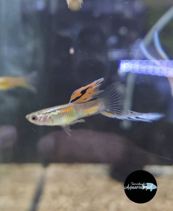 Poecilia reticulata blue double sword guppy man