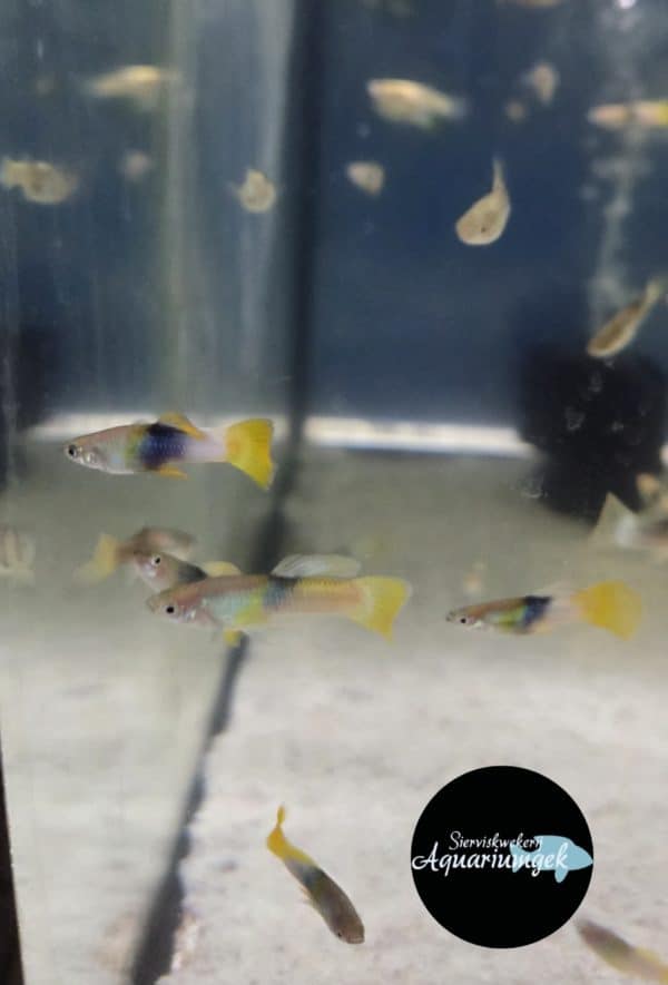 Poecilia reticulata bumble bee guppy