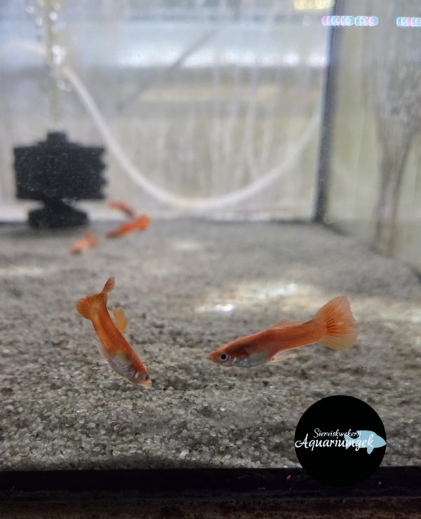Poecilia reticulata chilli red guppy man