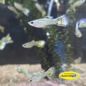 Poecilia reticulata cobra green guppy