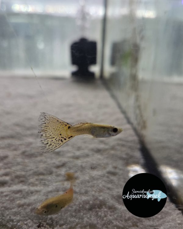 Poecilia reticulata cobra guppy